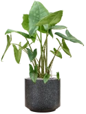 Alocasia zebrina in Baq Terrazzo Grond (Vulkastrat) Grond (Vulkastrat)