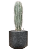 Pachycereus pringlei in Baq Terrazzo Grond (Vulkastrat) Grond (Vulkastrat)
