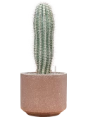 Pachycereus pringlei in Baq Terrazzo Grond (Vulkastrat) Grond (Vulkastrat)