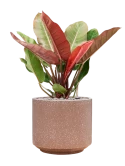Philodendron 'Prince of Orange' in Baq Terrazzo Grond (Vulkastrat) Grond (Vulkastrat)
