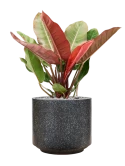 Philodendron 'Prince of Orange' in Baq Terrazzo Grond (Vulkastrat) Grond (Vulkastrat)