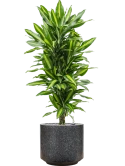 Dracaena fragrans 'Cintho' in Baq Terrazzo Grond (Vulkastrat) Grond (Vulkastrat)