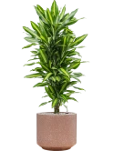 Dracaena fragrans 'Cintho' in Baq Terrazzo Grond (Vulkastrat) Grond (Vulkastrat)