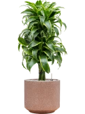 Dracaena fragrans 'Dorado' in Baq Terrazzo Grond (Vulkastrat)