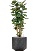 Aralia (polyscias) fabian in Baq Terrazzo Grond (Vulkastrat)