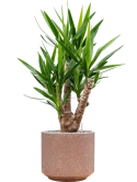 Yucca elephantipes in Baq Terrazzo Grond (Vulkastrat)
