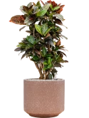 Croton (Codiaeum) variegatum 'Petra' in Baq Terrazzo Grond (Vulkastrat)