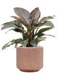 Philodendron `Imperial Red' in Baq Terrazzo Grond (Vulkastrat)