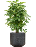 Schefflera arboricola 'Compacta' in Baq Terrazzo Grond (Vulkastrat)