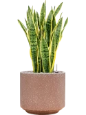 Sansevieria trifasciata 'Laurentii' in Baq Terrazzo Grond (Vulkastrat)