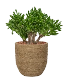 Crassula ovata 'Horntree' in Bohemian Grond outdoor met Boomschors Grond outdoor met Boomschors