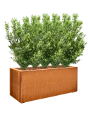 Ilex crenata 'Dark Green' in Cortensteel Grond outdoor met Boomschors Grond outdoor met Boomschors
