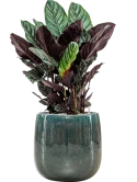 Calathea sanderiana in Balloon Grond (Vulkastrat)