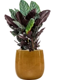 Calathea sanderiana in Balloon Grond (Vulkastrat) Grond (Vulkastrat)