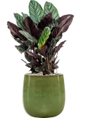 Calathea sanderiana in Balloon Grond (Vulkastrat) Grond (Vulkastrat)