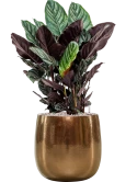 Calathea sanderiana in Balloon Grond (Vulkastrat) Grond (Vulkastrat)
