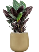 Calathea sanderiana in Balloon Grond (Vulkastrat) Grond (Vulkastrat)
