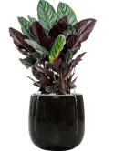 Calathea sanderiana in Balloon Grond (Vulkastrat) Grond (Vulkastrat)