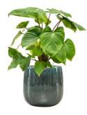 Homalomena rubescens 'Maggy' in Balloon Grond (Vulkastrat)