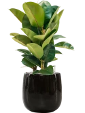 Ficus elastica 'Robusta' in Balloon Grond (Vulkastrat)