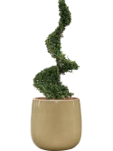 Ilex crenata 'Dark Green' in Balloon Grond outdoor met Boomschors Grond outdoor met Boomschors