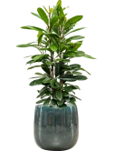 Ficus cyathistipula in Balloon Grond (Vulkastrat)