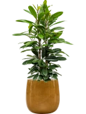 Ficus cyathistipula in Balloon Grond (Vulkastrat)
