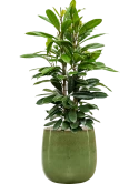 Ficus cyathistipula in Balloon Grond (Vulkastrat)