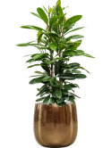 Ficus cyathistipula in Balloon Grond (Vulkastrat)