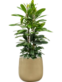 Ficus cyathistipula in Balloon Grond (Vulkastrat)
