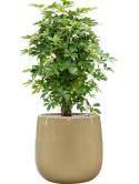 Schefflera arboricola 'Compacta' in Balloon Grond (Vulkastrat)