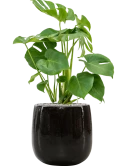 Monstera deliciosa in Balloon Grond (Vulkastrat)