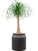 Beaucarnea recurvata in Baq Raindrop Grond (Vulkastrat)
