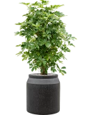 Schefflera arboricola 'Compacta' in Baq Raindrop Grond (Vulkastrat)