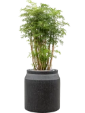 Aralia (Polyscias) 'Ming' in Baq Raindrop Grond (Vulkastrat)