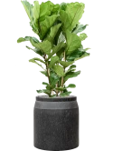 Ficus lyrata in Baq Raindrop Grond (Vulkastrat)