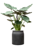 Alocasia Wentii in Baq Raindrop Grond (Vulkastrat)