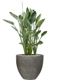 Strelitzia reginae in Cement & Stone Grond (Vulkastrat)