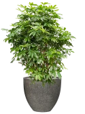 Schefflera arboricola 'Compacta' in Cement & Stone Grond (Vulkastrat)