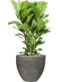 Ficus lyrata in Cement & Stone Grond (Vulkastrat)