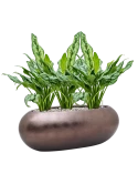 Aglaonema 'Miss Julliette' in Baq Metallic Silver leaf Grond (Vulkastrat) Grond (Vulkastrat)