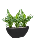 Aglaonema 'Miss Julliette' in Fiberstone Grond (Vulkastrat) Grond (Vulkastrat)