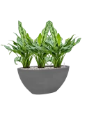 Aglaonema 'Miss Julliette' in Natural Grond (Vulkastrat) Grond (Vulkastrat)