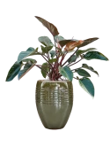 Philodendron 'Red Beauty' in Traces Grond (Vulkastrat)