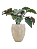 Philodendron 'Red Beauty' in Traces Grond (Vulkastrat)