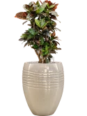 Croton (Codiaeum) variegatum 'Petra' in Traces Grond (Vulkastrat)