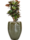 Croton (Codiaeum) variegatum 'Petra' in Traces Grond (Vulkastrat)