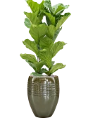 Ficus lyrata in Traces Grond (Vulkastrat)