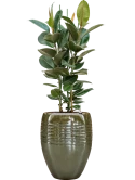 Ficus elastica 'Robusta' in Traces Grond (Vulkastrat)