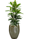 Ficus cyathistipula in Traces Grond (Vulkastrat)